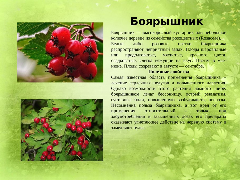 Розоцветные растения боярышник