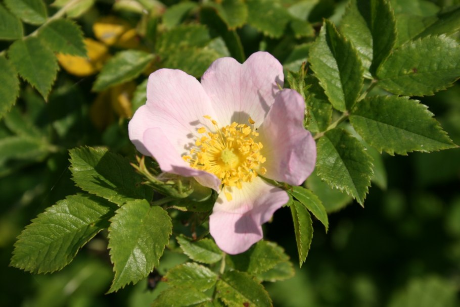 Роза собачья Rosa Canina