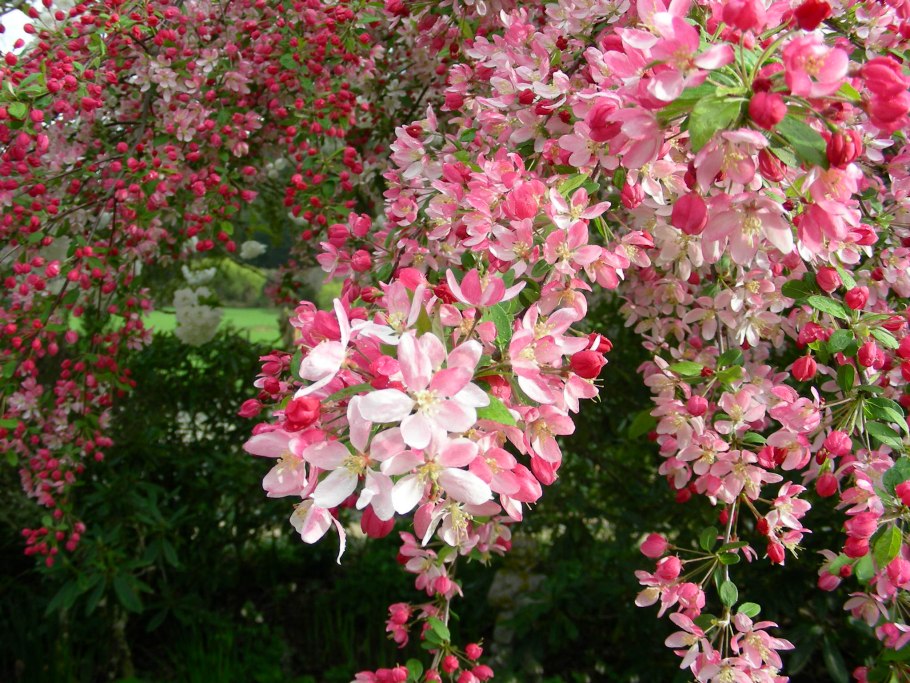 Malus micromalus