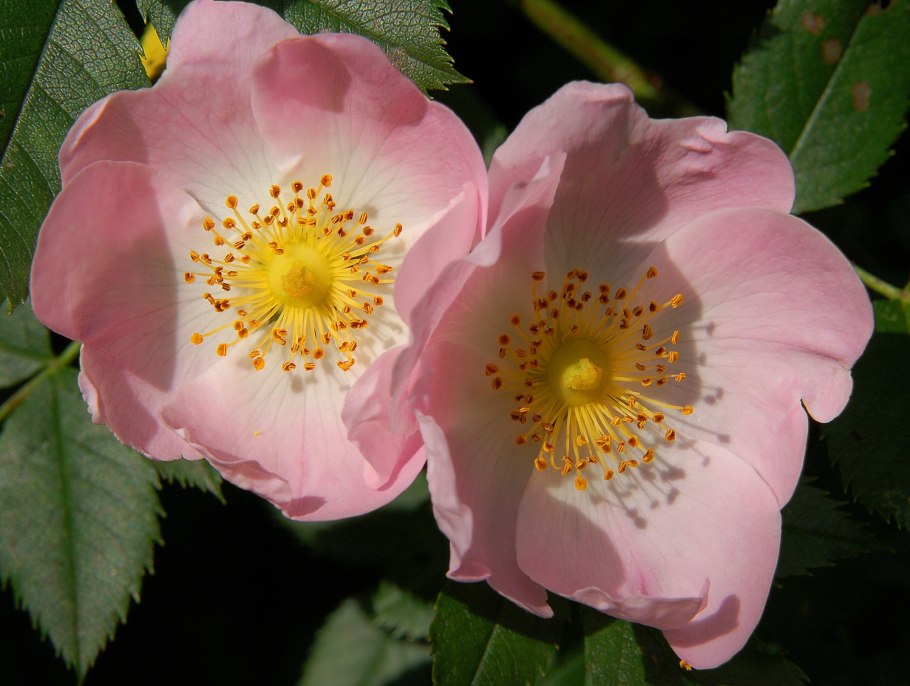 Шиповник собачий (Rosa Canina)