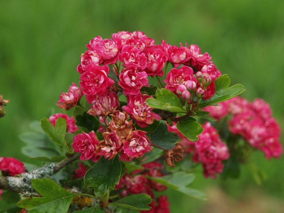 Боярышник laevigata 'Paul's Scarlet'