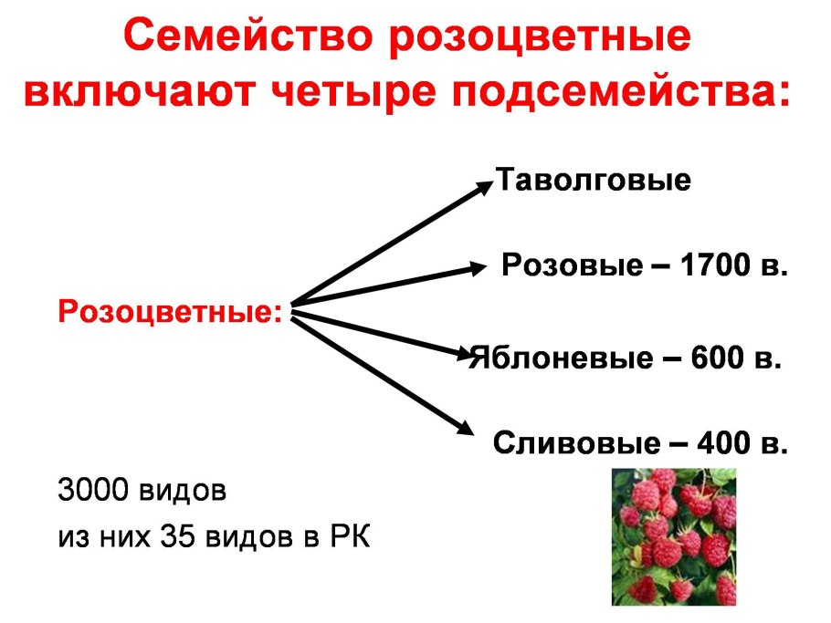 Семейство покрытосеменных Розоцветные