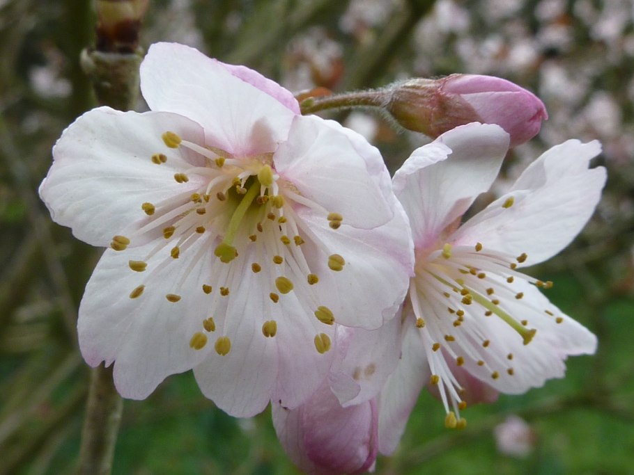 Rosaceae семейство Koren