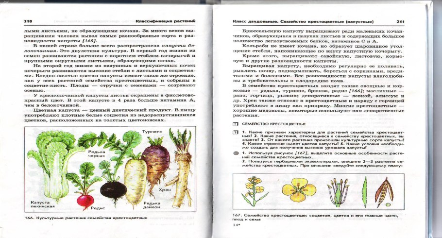 Дикорастущие Розоцветные