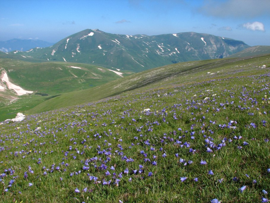 Альпийские Луга Америка карта