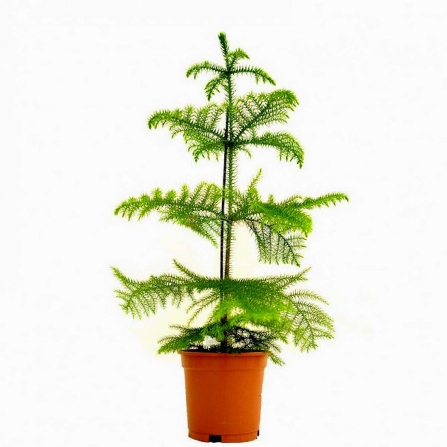 Ель араукария