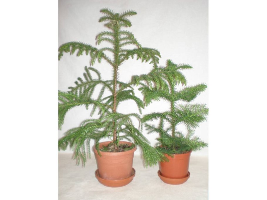 Комнатная ель араукария