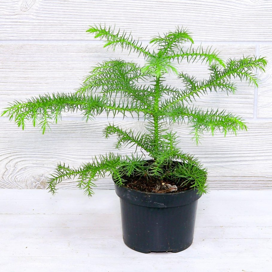 Араукария комнатная