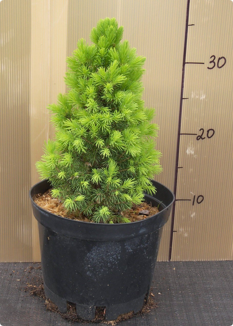 Ель Глаука Коника