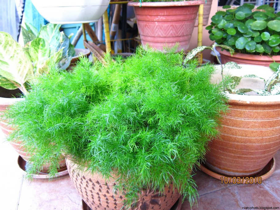 Аспарагус перистый ампельный