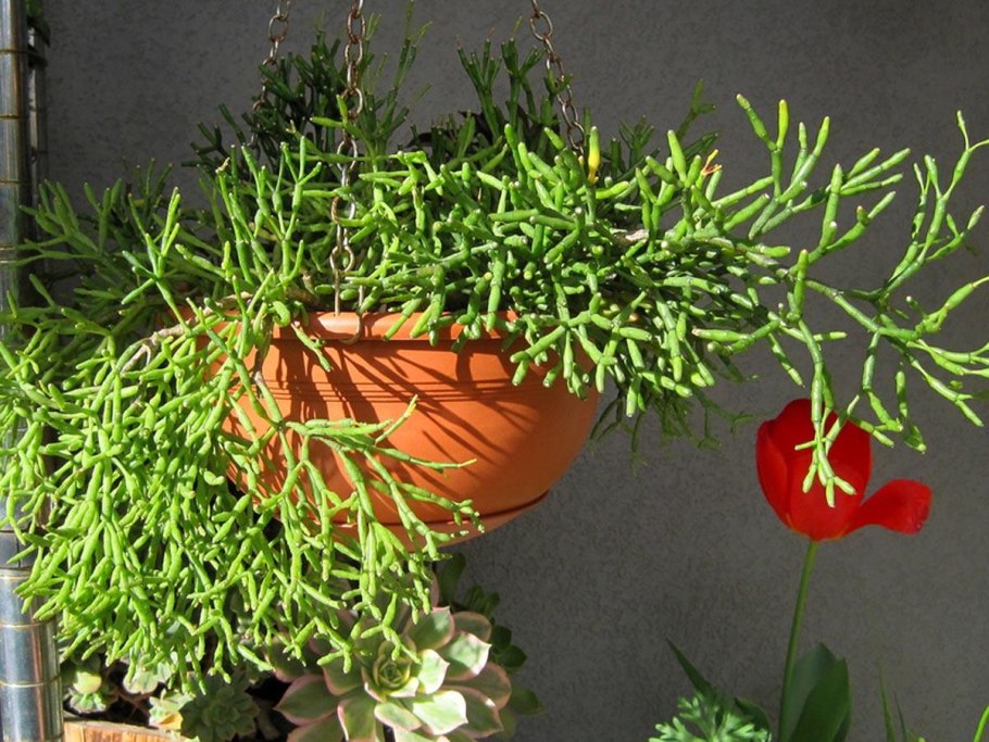 Хатиора палочник