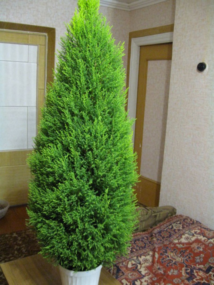 Туя кипарисовик