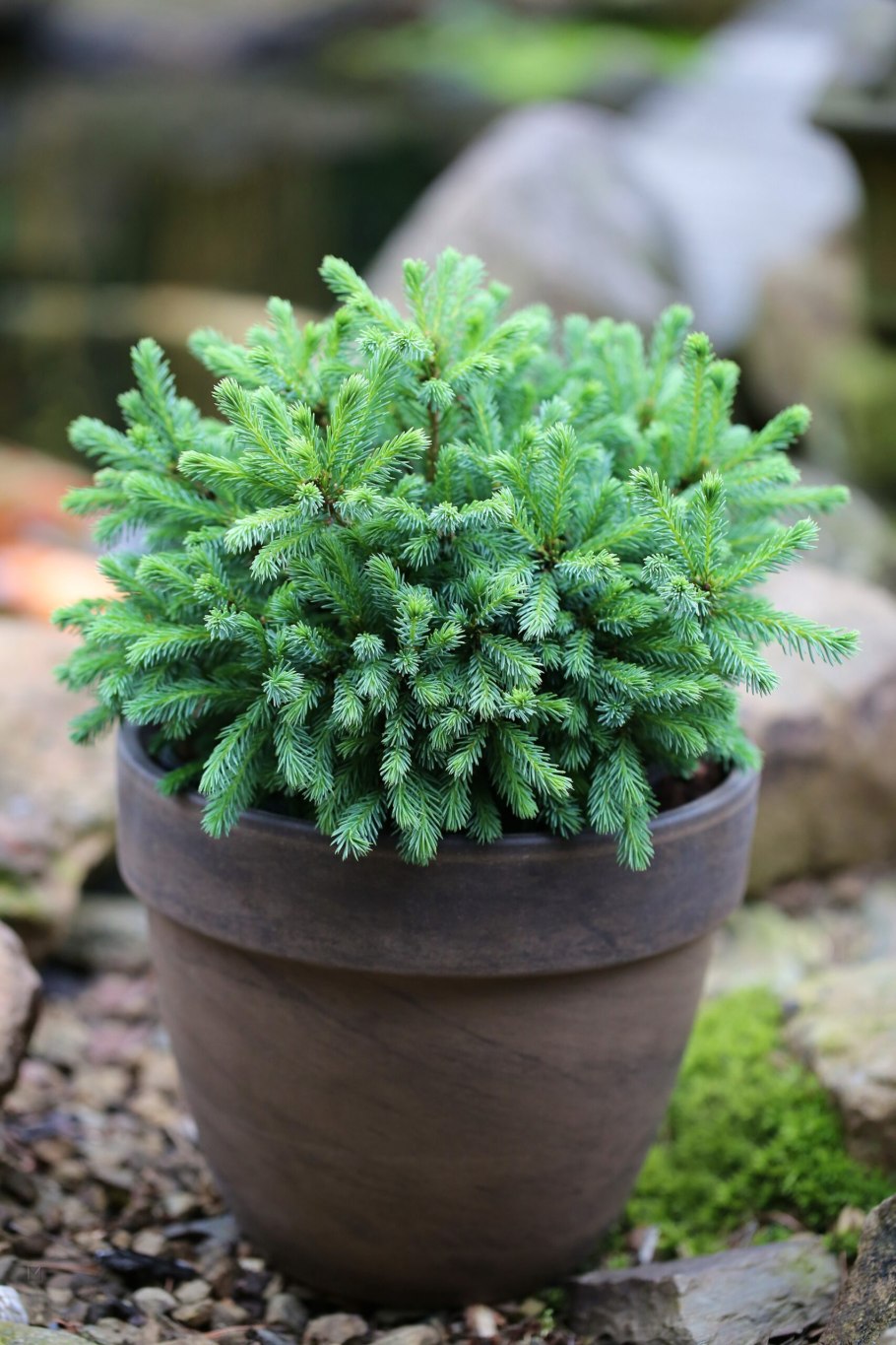 Ель сизая Эхиниформис