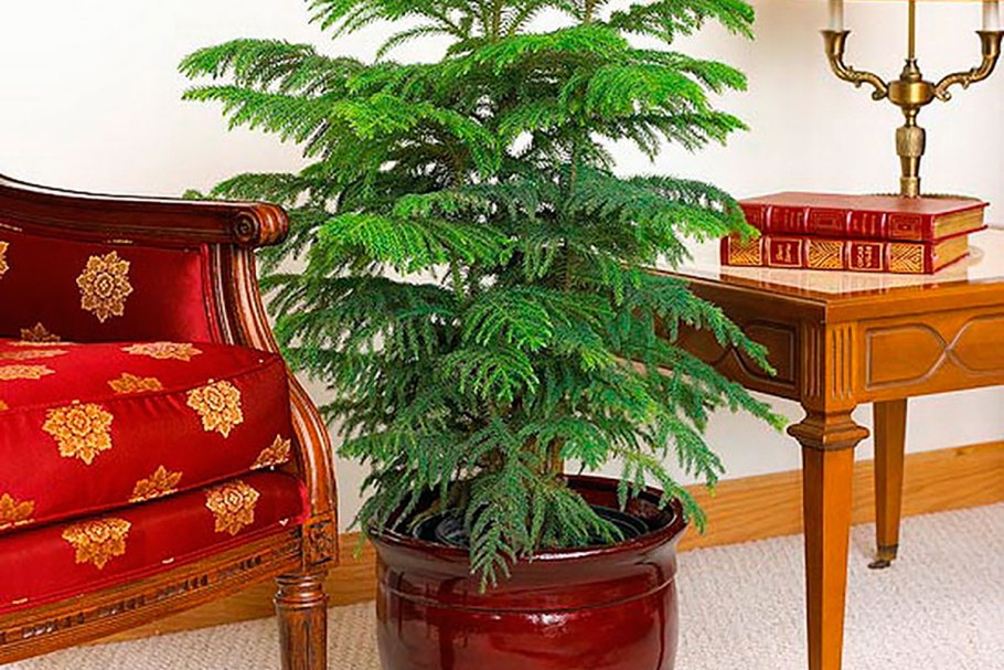 Араукария разнолистная домашняя