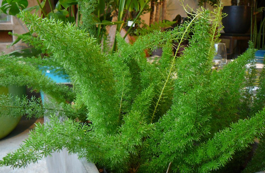 Аспарагус спаржевидный