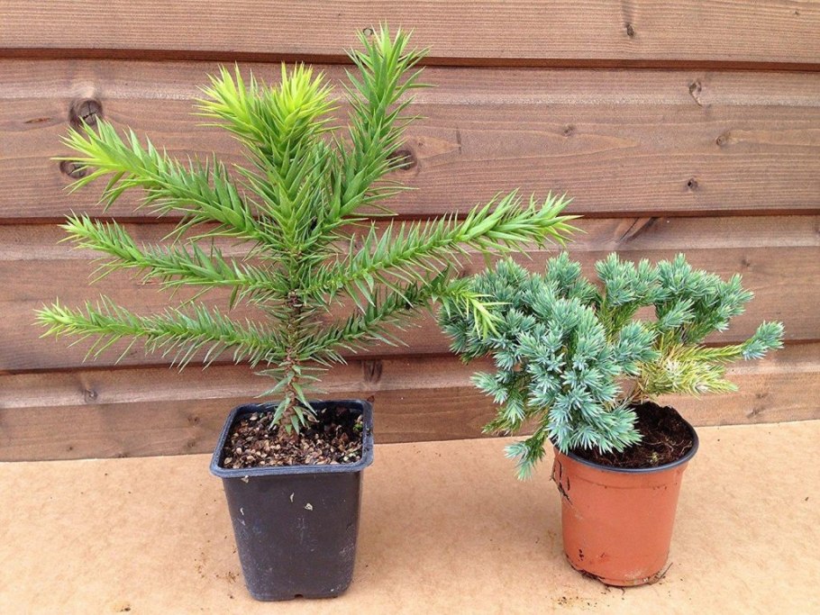 Размножение араукарии разнолистной