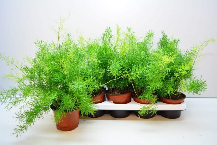 Аспарагус перистый аспарагус Шпренгера