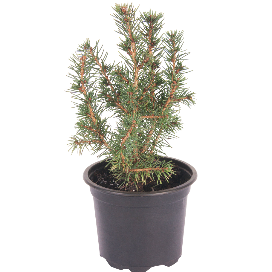 Ель Живая «Глауконика»