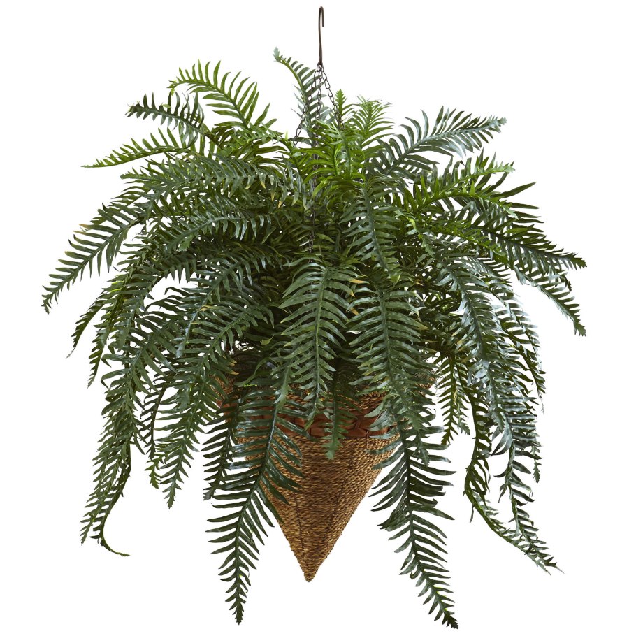 Fern in a Pot