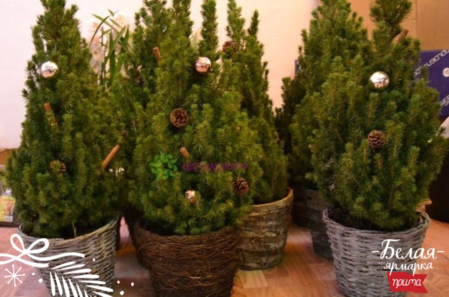 Ель в горшке