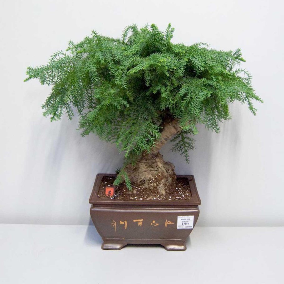 Араукария бонсай