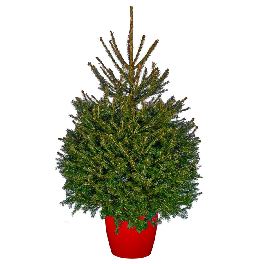 Норвежская ель Живая