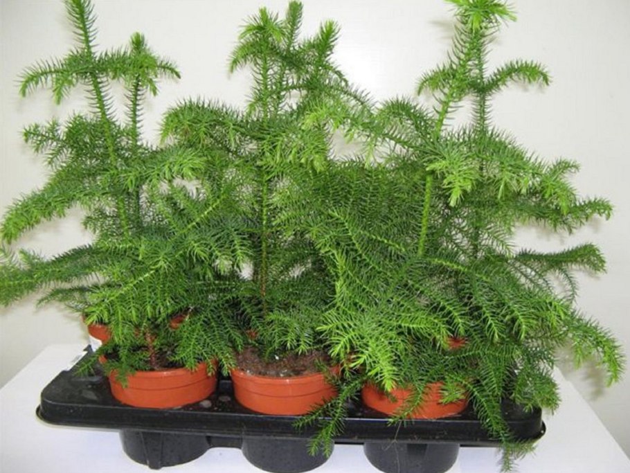 Араукария аспарагус