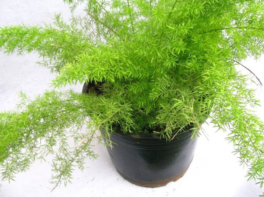 Аспарагус Шпренгера