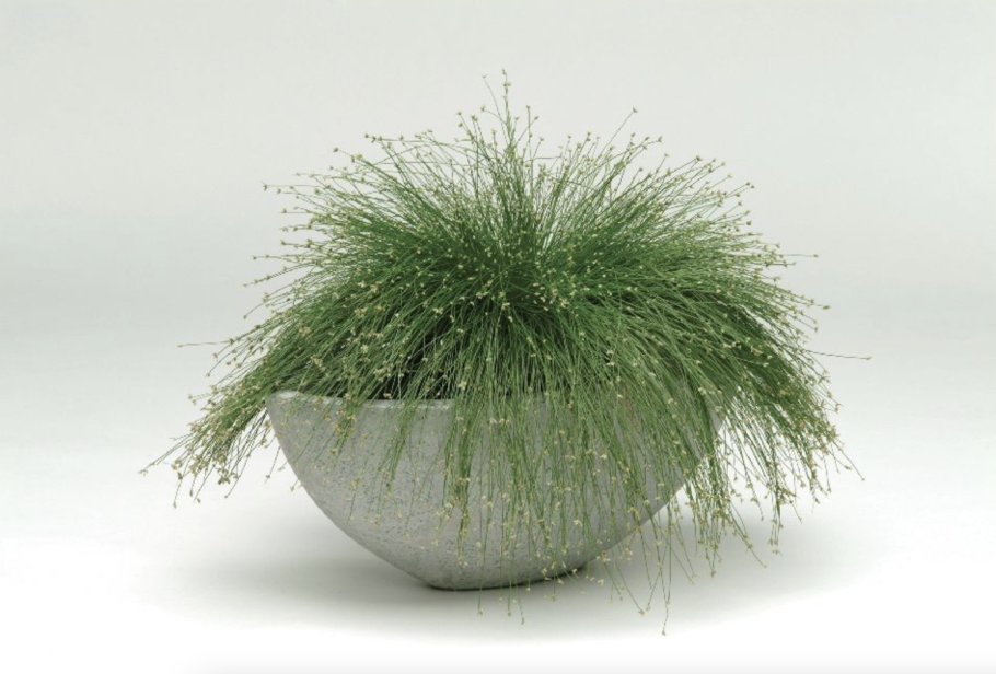 Изолепсис Лив ВАЕР