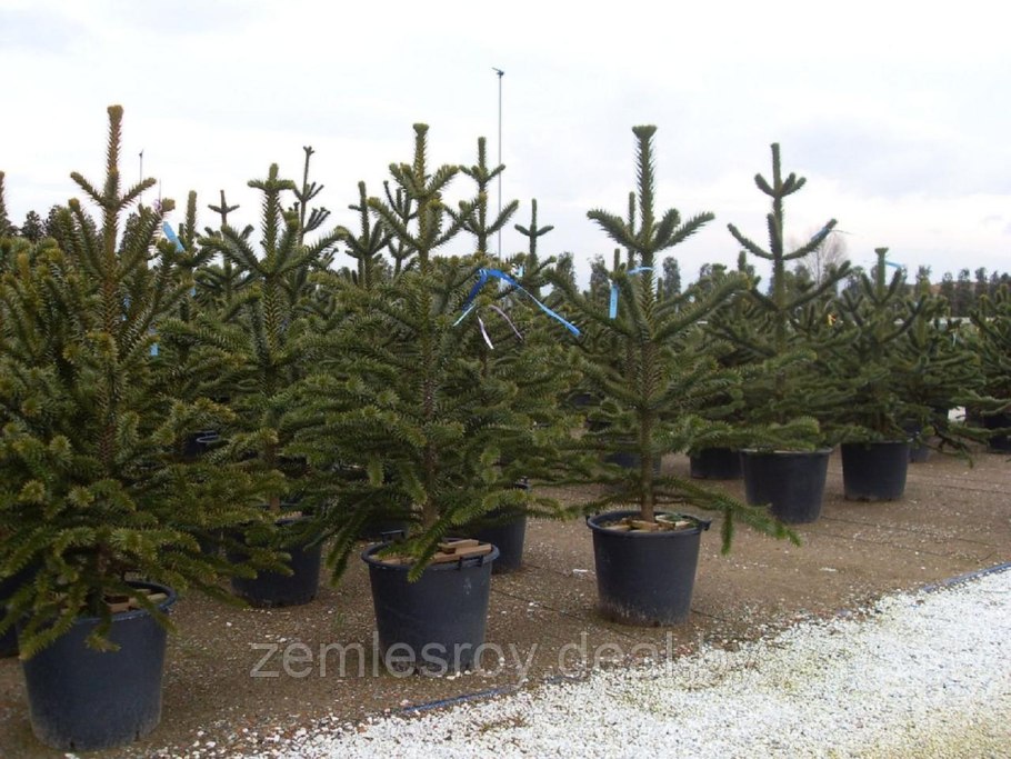 Араукария новый год