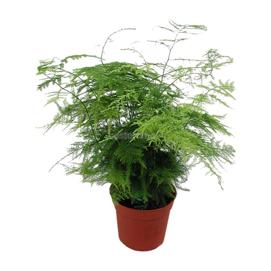 Аспарагус Сетацеус