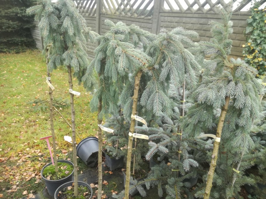 Ель колючая glauca pendula