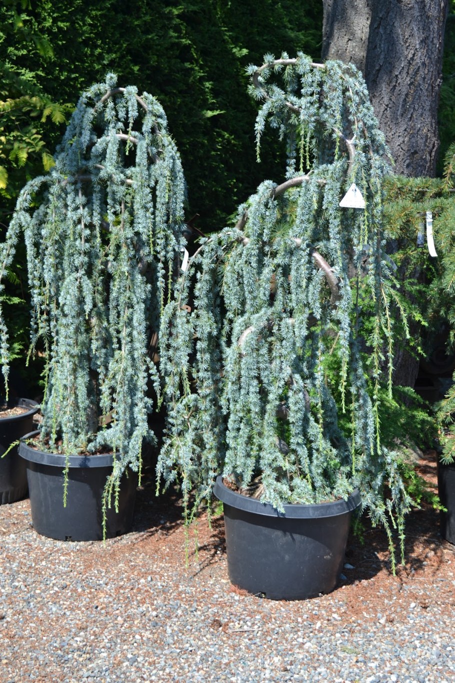 Ель Weeping Blue Spruce