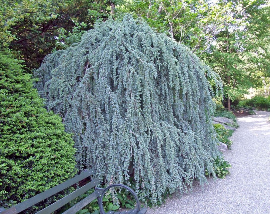Picea engelmannii pendula