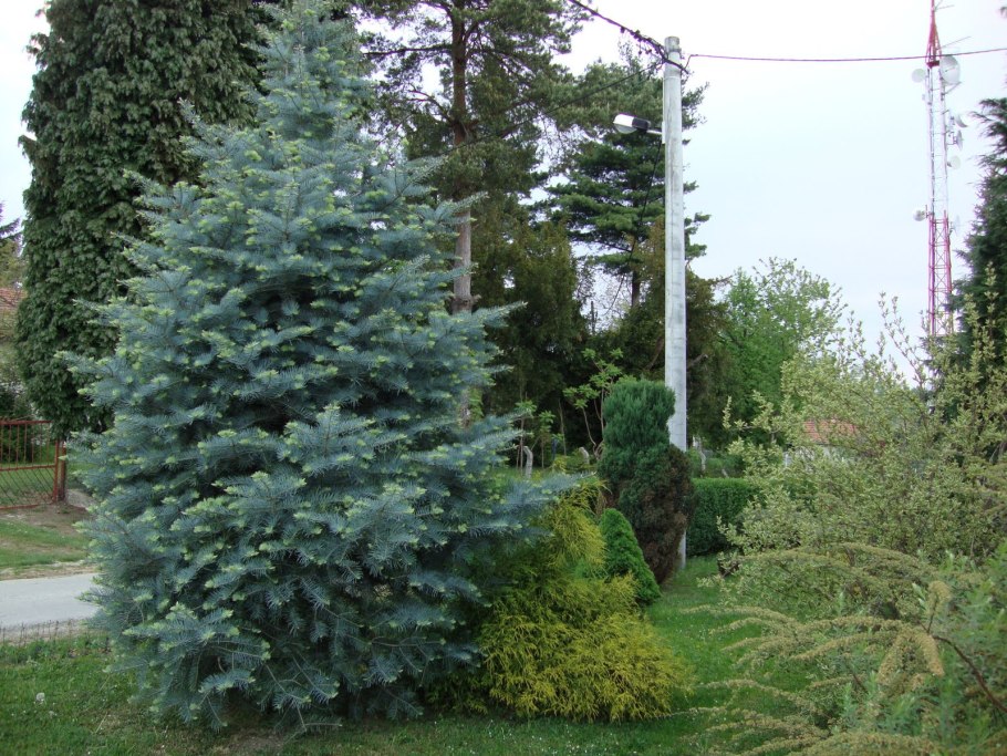 Ель Глаука Пендула