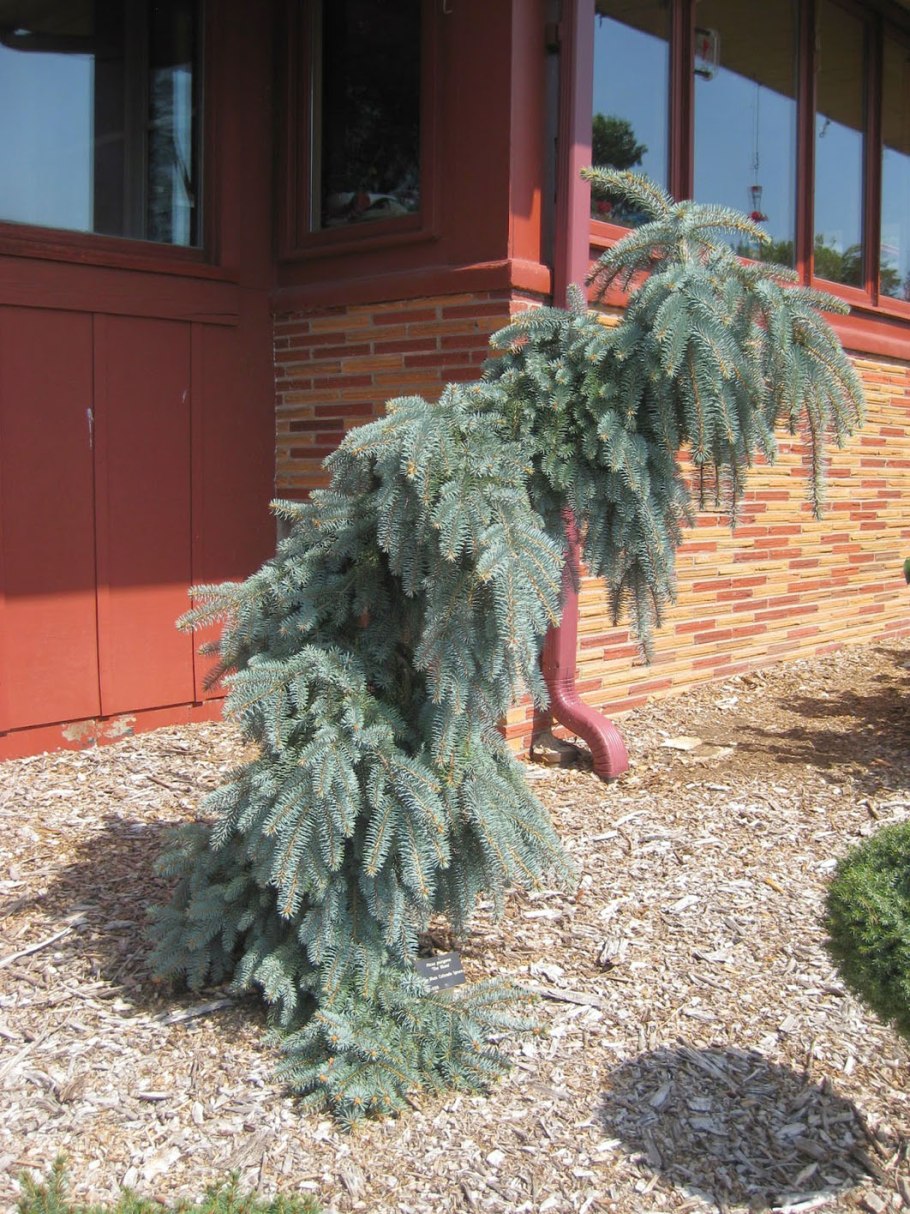 Ель glauca pendula