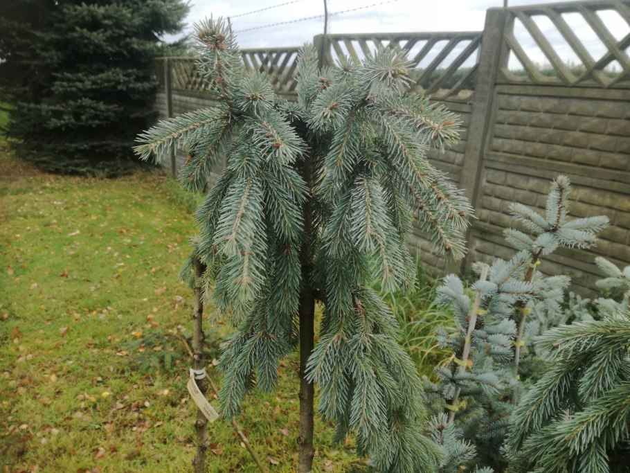 Picea pungens pendula Mlynki