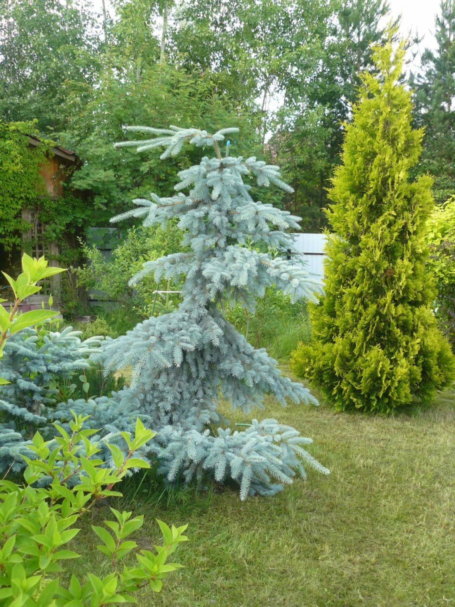 Пихта корейская Глаука