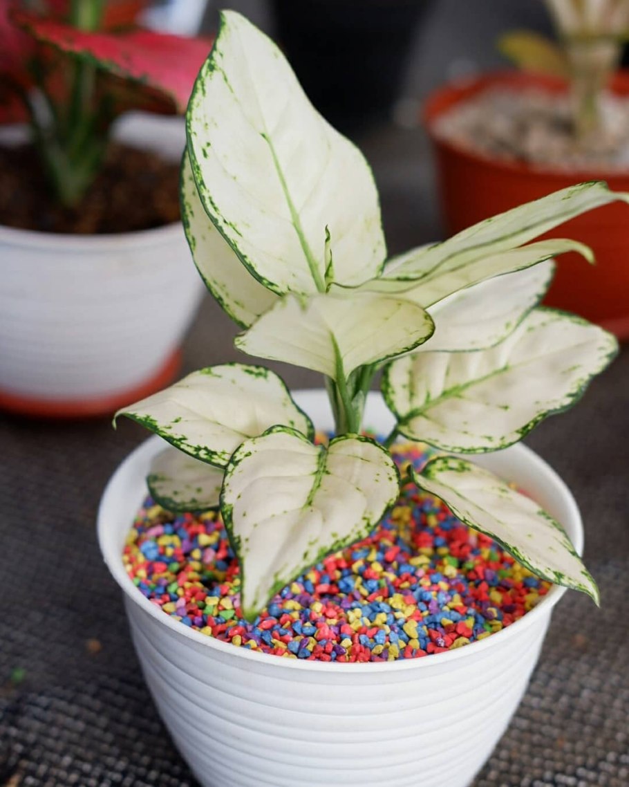 Аглаонема Анимани Вайт