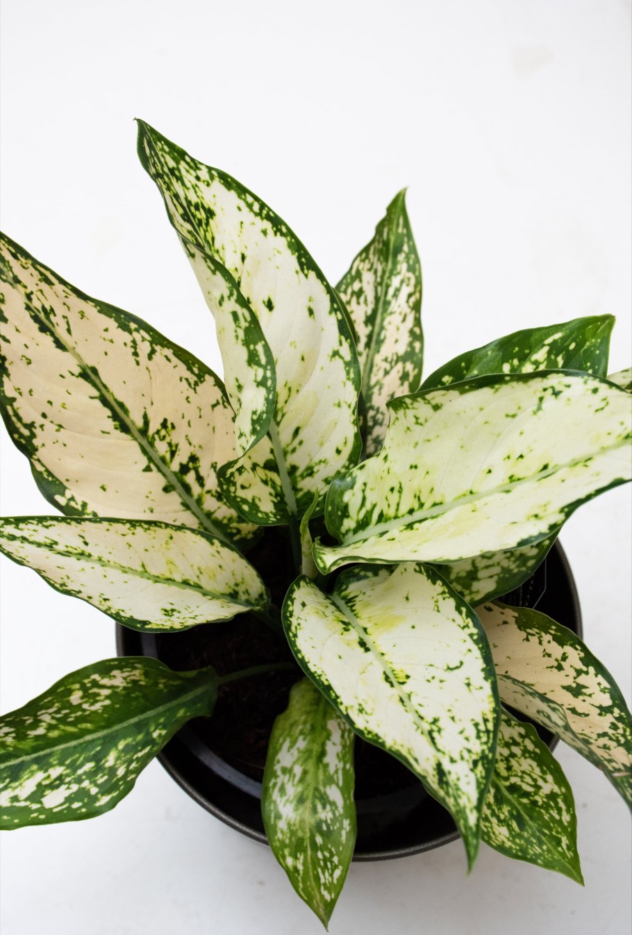 Аглаонема Грин тайская