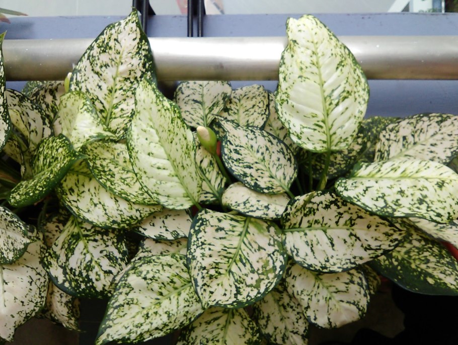 Аглаонема аглаонема Сиама