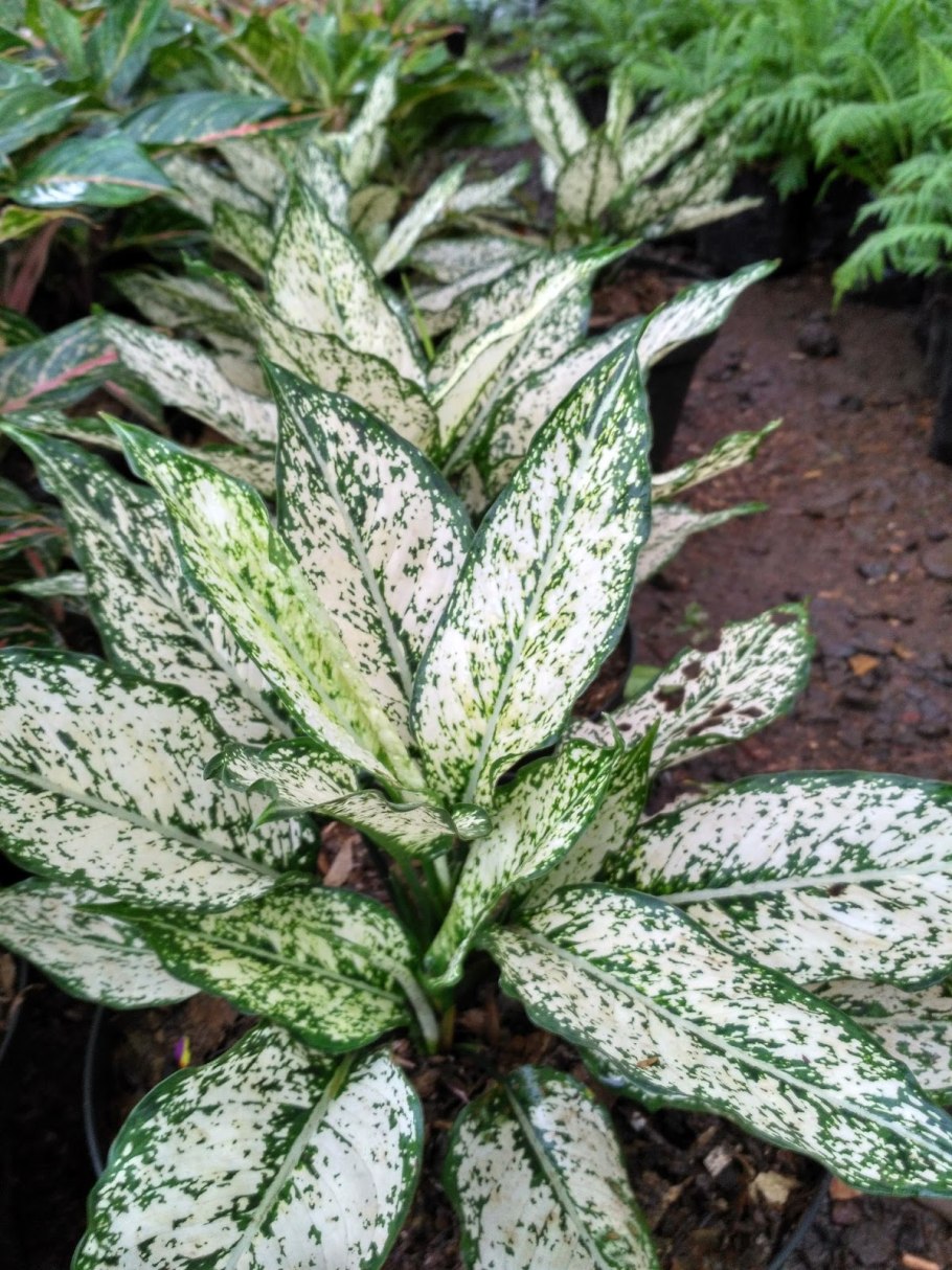 Аглаонема Cochin