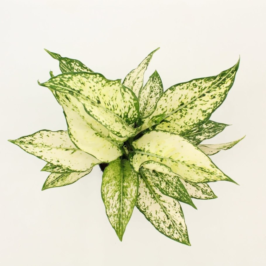 Аглаонема Блэк Суматра