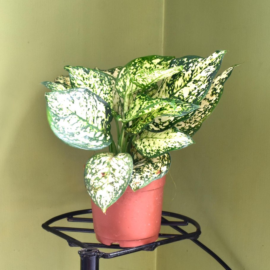 Аглаонема Вайт