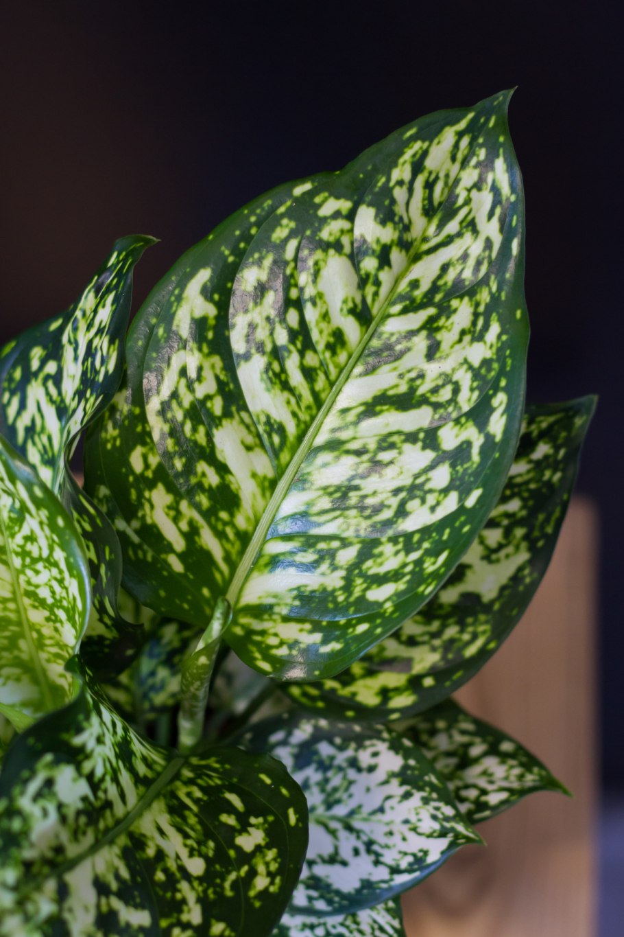 Аглаонема Эмеральд грей