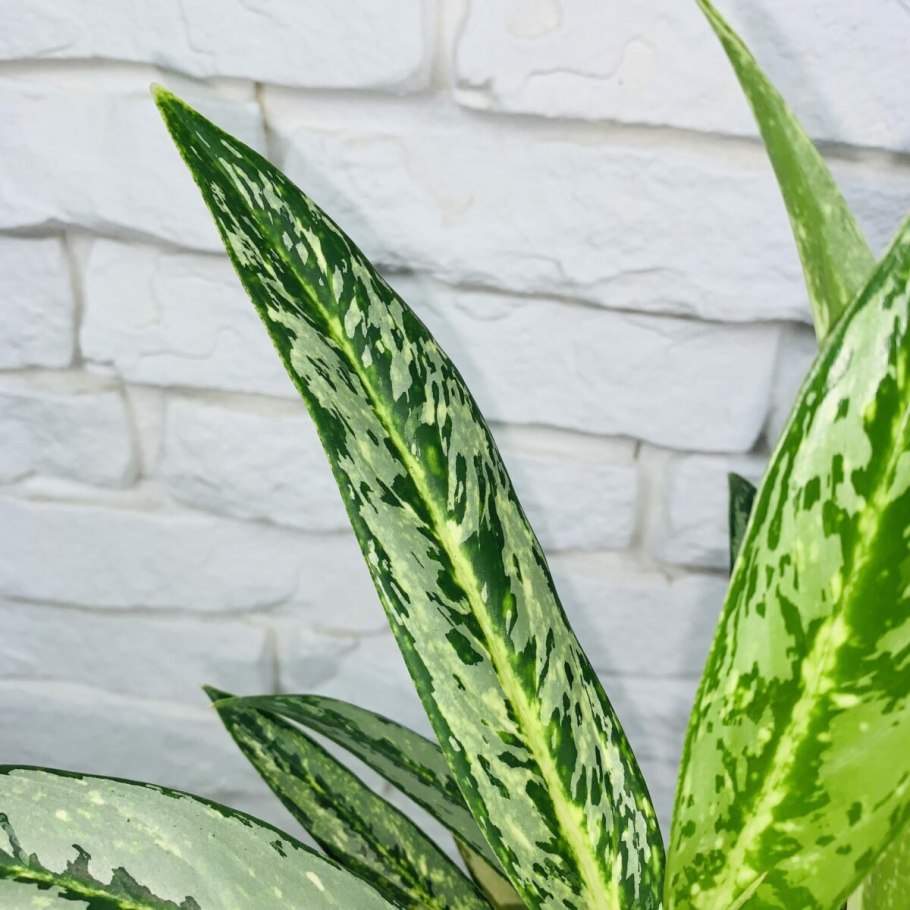 Аглаонема Сноу Вайт