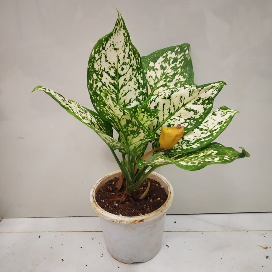 Аглаонема Джемини