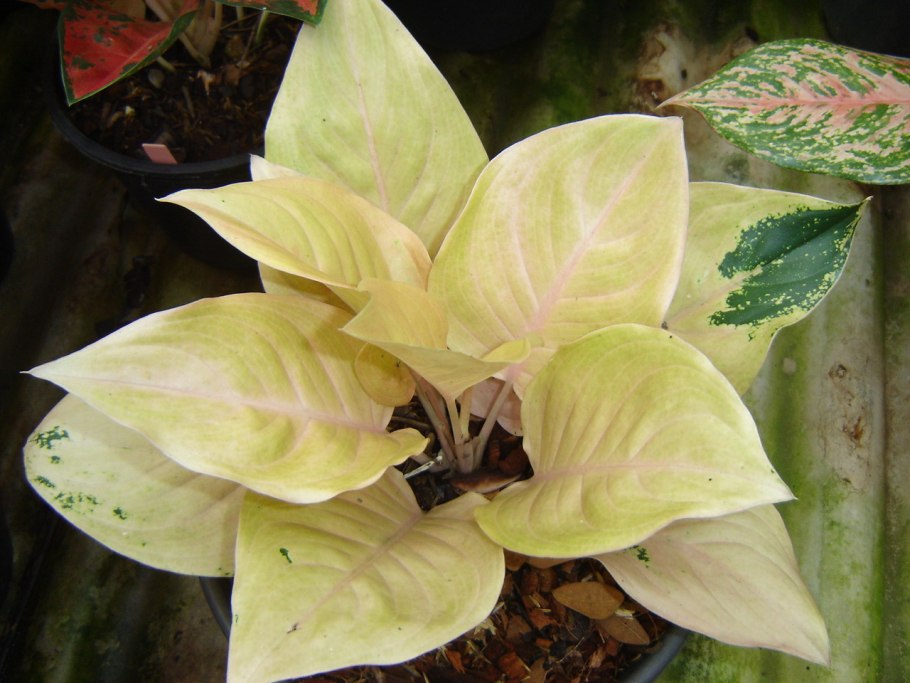 Аглаонема Эмеральд грей