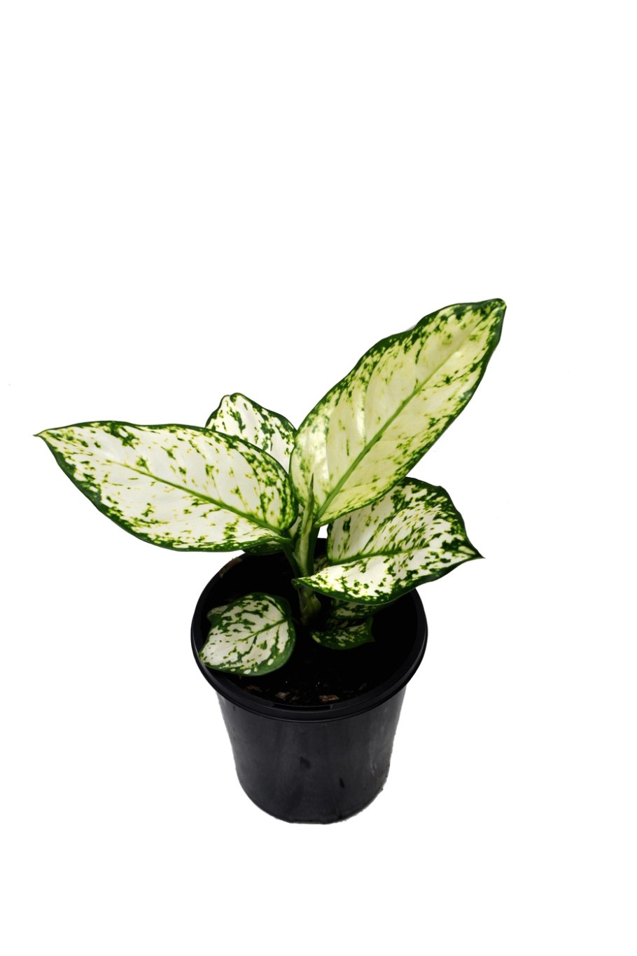 Аглаонема Индиана Кинг