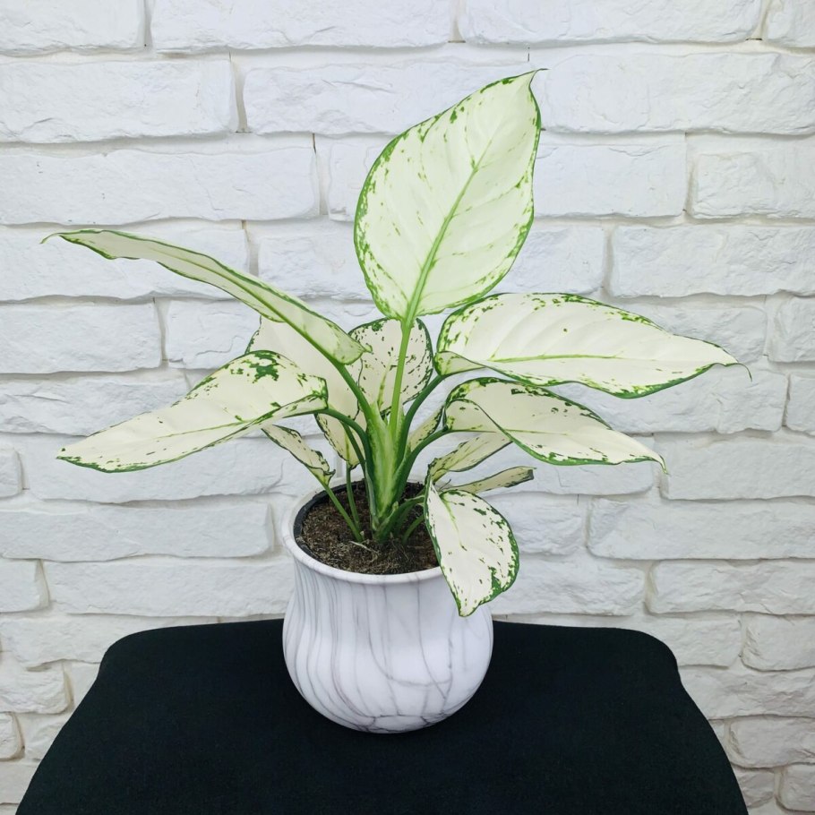 Аглаонема Паттайя Бьюти